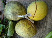 Display of 3 ripe and semi-ripe Bael (Aegle marmelos / Rutaceae) fruits during the Redland Summer Fruit Festival held in the Fruit And Spice Park, Homestead, Florida.