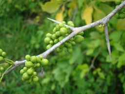 Clusters of very young fruits hang from a Bael (Aegle marmelos / Rutaceae) tree in the Fruit And Spice Park, Homestead, Florida. Note the Bael's famous long, hard and pointed thorns along the branches of the tree.