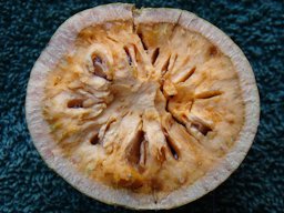 Close-up of a half of a ripe bael fruit (cracked open by a hammer)