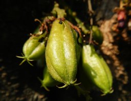 Averrhoa bilimbi or Kamias in Philippines in Barangay Amsic, Angeles City, Pampanga