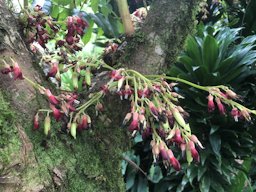 Bilimbi, Averrhoa bilimbi, San Ramon, Alajuela, Costa Rica