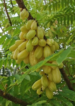 Bilimbi Averrhoa bilimbi, Selangor, Malaysia