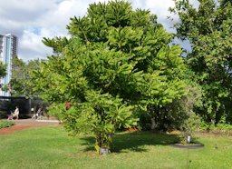 Averrhoa bilimbi, Cucumber Tree, at the Honolulu Zoo Oxalidaceae