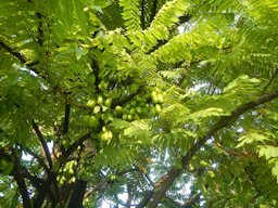 Averrhoa bilimbi in Saint Jude Thaddeus Parish Church (Saint Jude Village, San Agustin, City of San Fernando, Pampanga)