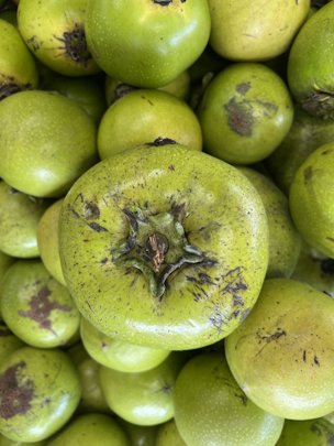 Unripe black sapote are bright green and firm