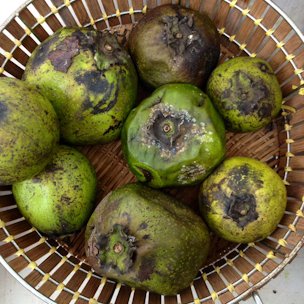 Ripe black sapotes are soft and wrinkly.