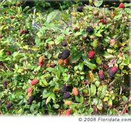 By late spring to early summer the stems are heavy with ripening blackberries