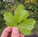 Common dewberry, Rubus flagellaris, Liberty Field, Boxborough, MA, US