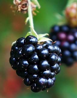 Blackberry