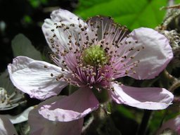 Pink blackberry flower (''Rubus fruticosus''), Wellington, New Zealand