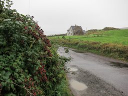 October blackberries, West Cork, Ireland