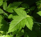 Trailing Blackberry, Rubus ursinus, Bothell, WA, USA