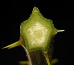 Rubus fruticosus, Stem cross section