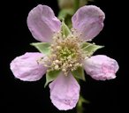 Rubus fruticosus