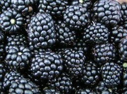 Blackberries