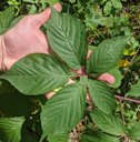 Smooth Blackberry Rubus canadensis, Finlayson Township, MN, USA