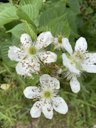 Allegheny Blackberry Rubus allegheniensis, Tula, Russia