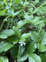 Common dewberry, Rubus flagellaris, Duck Harbor Rd, Equinunk, PA, US