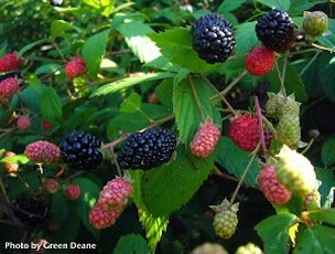 The center core remains when blackberries are picked making them slightly bitter