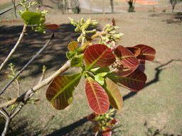 Cajueiro /Caju/Cashew/ Brazil nuts (Anacardium occidentale), Park Ceret São Paulo