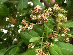 Cashew tree (Anacardium occidentale). കശുമാവ്. From Ezhupunna