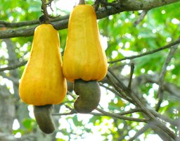 Anacardium occidentale, Palakkad, Kerala, India