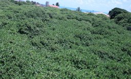 Top view of the world's largest cashew tree, Rio Grande do Norte, Brazil