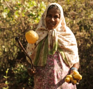 Collecting cashew apples