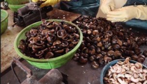 Cashews have a burning liquid between the nut and the shell.