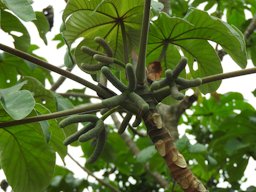 Cecropia peltata, Playa del Carmen, Mexico