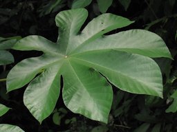 Cecropia peltata