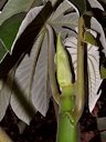 Stipules of Cecropia peltata, Bogor, West Java, Indonesia