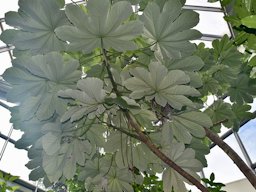 Cecropia peltata, Trumpet Tree, Palmengarten Frankfurt.