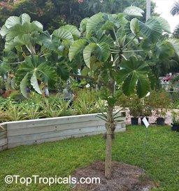 Cecropia peltata, Cecropia, Yagrumo, Guarumo