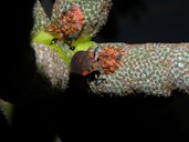 Hemiptera, chupando savia de Cecropia peltata L.