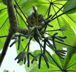 Yagrumo (Cecropia peltata), La Pomarrosa Farm, Barlovento, north centre Venezuela