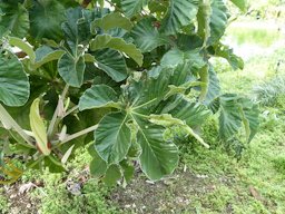 Cecropia peltata at the Fruit and Spice Park in Homestead, FL