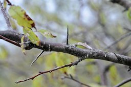 Prunus angustifolius, Chickasaw plum, Purtis Creek State Park, Eustace, Van Zandt County