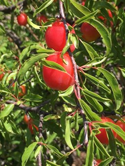 Chickasaw Plum Prunus angustifolia,  Wise County, TX,  US