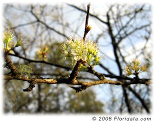 The Chickasaw plum covers itself in small white blossoms in late winter and early spring