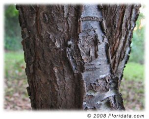 Chickasaw plum bark