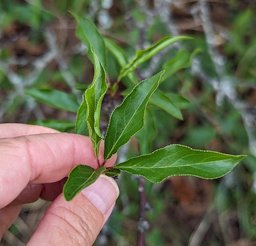 Chickasaw Plum Prunus angustifolia,  Athens, TX 75752, USA