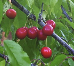 Chickasaw Plums