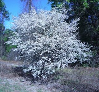 In spring the tree is all white flowers and no leaves