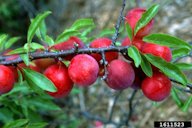 Chickasaw plum (Prunus angustifolia Marsh.).