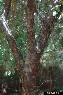 Chickasaw plum (Prunus angustifolia Marsh.)