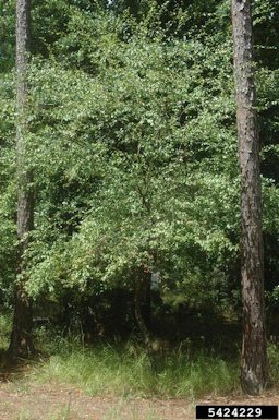 Chickasaw plum (Prunus angustifolia Marsh.)