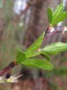 Chickasaw Plum Prunus angustifolia,  Alabama, US