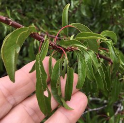 Chickasaw Plum Prunus angustifolia,  Wadesboro, NC, US