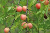 Chickasaw Plum Prunus angustifolia,  Lewisville, TX, US